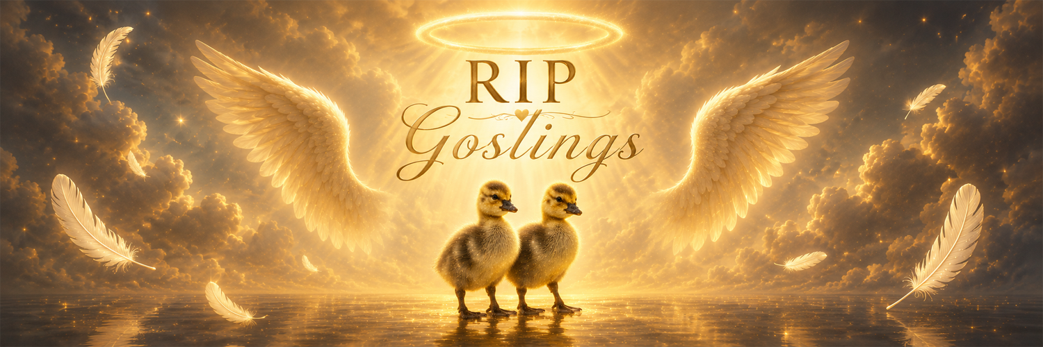 RIP Goslings — two goslings ascending to heaven with angel wings and a golden halo